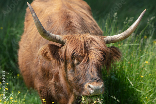 Scottish highlander cow photo