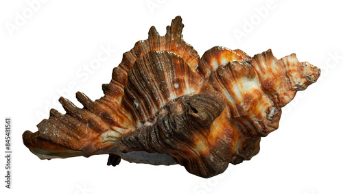Canvas Print 3D Rendering Sea Shell on White