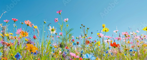 A vibrant field of wildflowers, with colorful cosmos and daisies swaying in the breeze against a clear blue sky.