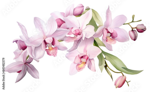 PNG Orchid blossom flower nature. © Rawpixel.com