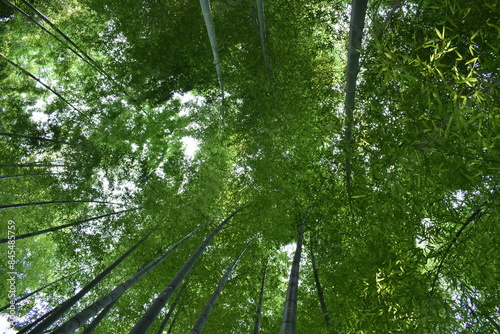 日本の竹のある景色