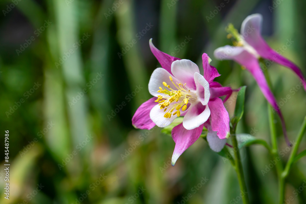 Aquilegia is a genus belonging to the Ranunculaceae family. Aquilegia is a genus belonging to the Ranunculaceae family.