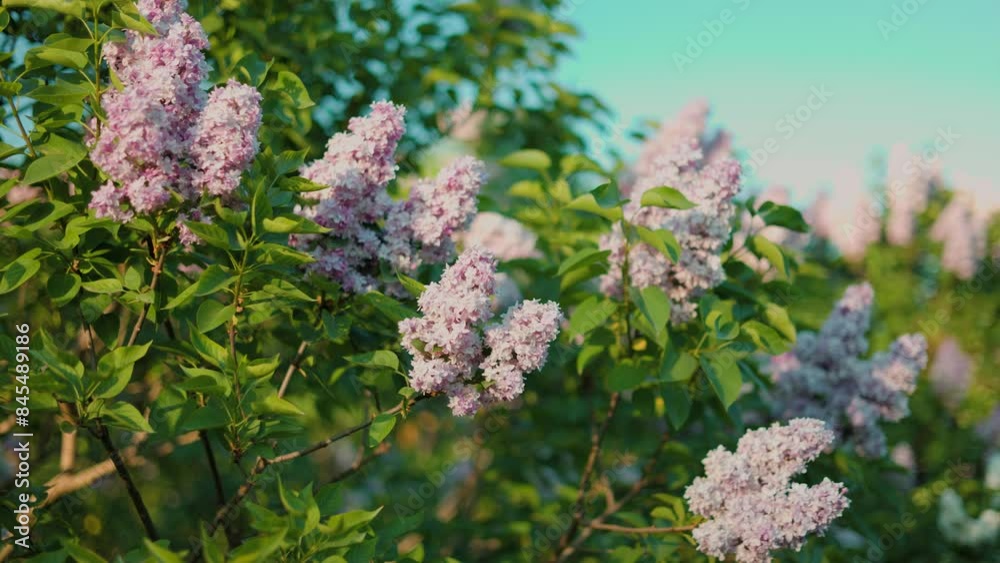 Lilac blossom in spring. Lilac flowers and green leaves sway in the wind. The rays of the evening sun illuminate the beautiful lilac trees. Lilac blossom in spring. Lilac flowers and green leaves sway in the wind. The rays of the evening sun illuminate the beautiful lilac trees.