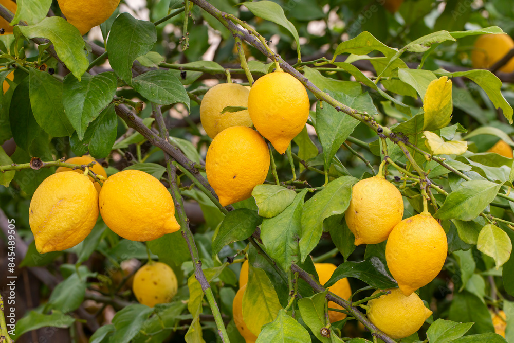 Yellow lemons on lemon tree