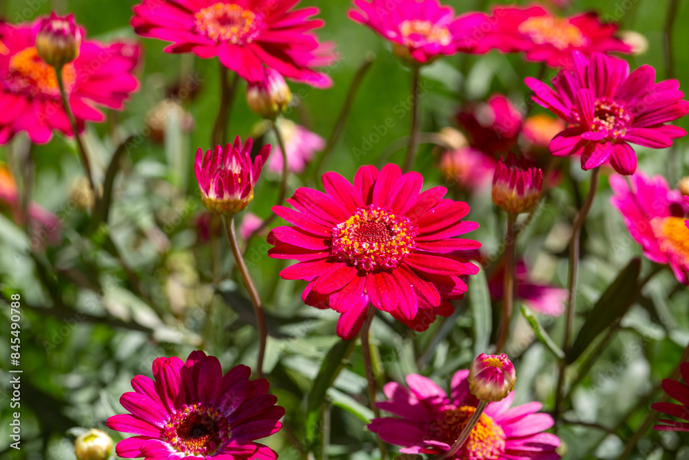 Argyranthemum is a genus belonging to the Asteraceae family. Argyranthemum is a genus belonging to the Asteraceae family.