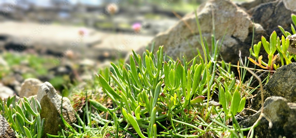 Obraz premium samphire