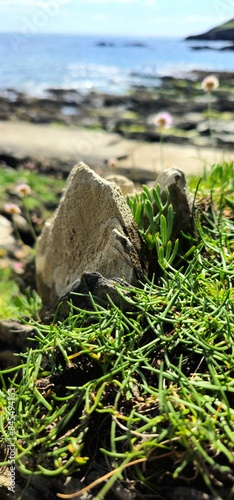 samphire on the rocks