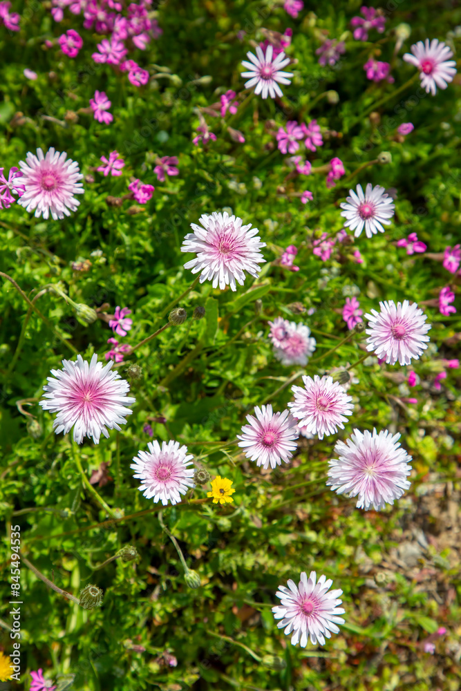 Crepis Rubra ( Pink Hawksbeard ) wild flower Crepis Rubra ( Pink Hawksbeard ) wild flower