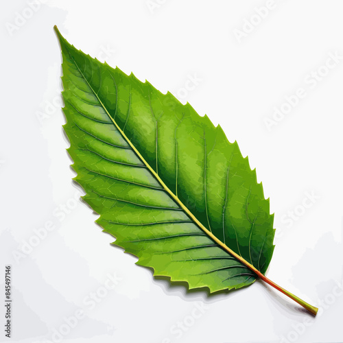 a green leaf laying on top of a white surface