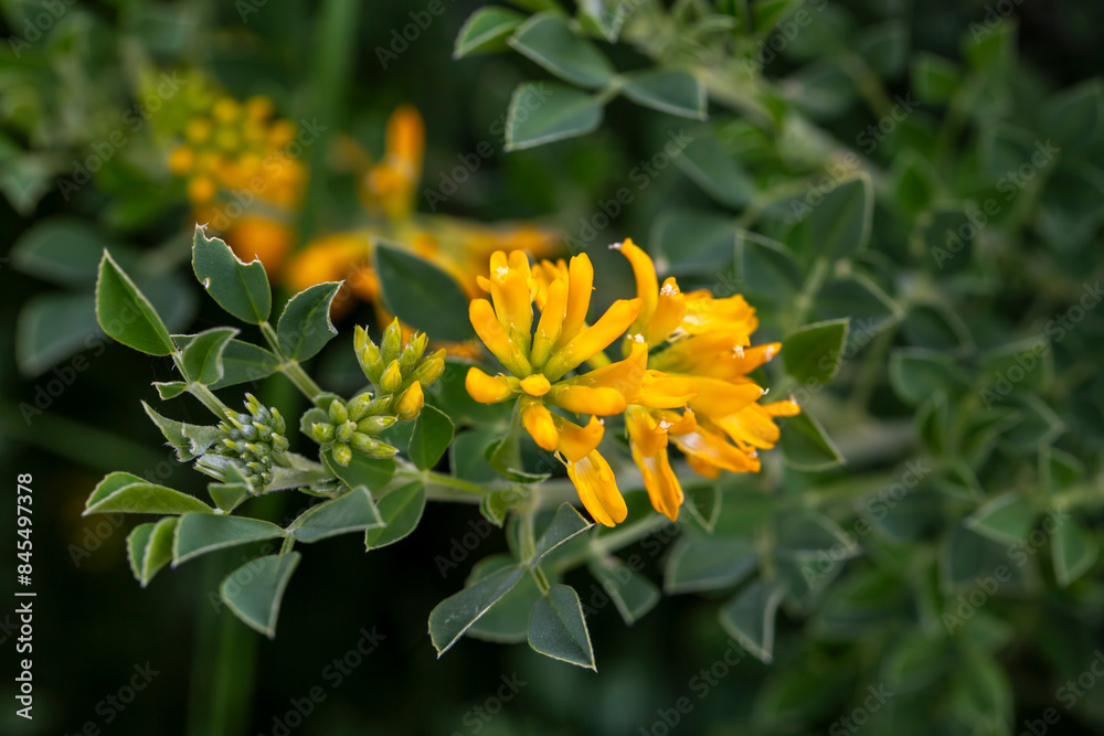 Fototapeta premium Medicago arborea is a species of flowering plant in the pea and bean family Fabaceae.