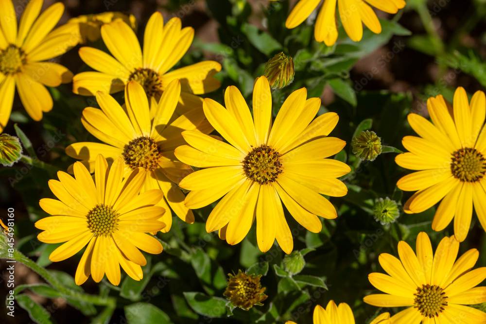 Osteospermum is a genus belonging to the Asteraceae family. Osteospermum is a genus belonging to the Asteraceae family.