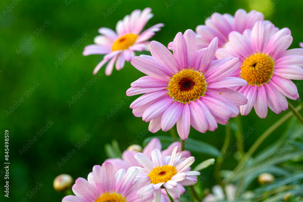 Argyranthemum is a genus belonging to the Asteraceae family. Argyranthemum is a genus belonging to the Asteraceae family.