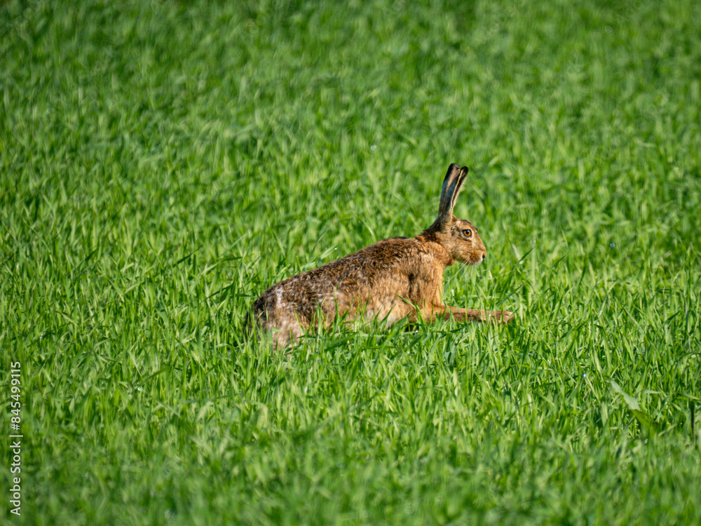 Naklejka premium Feldhase (Lepus europaeus)