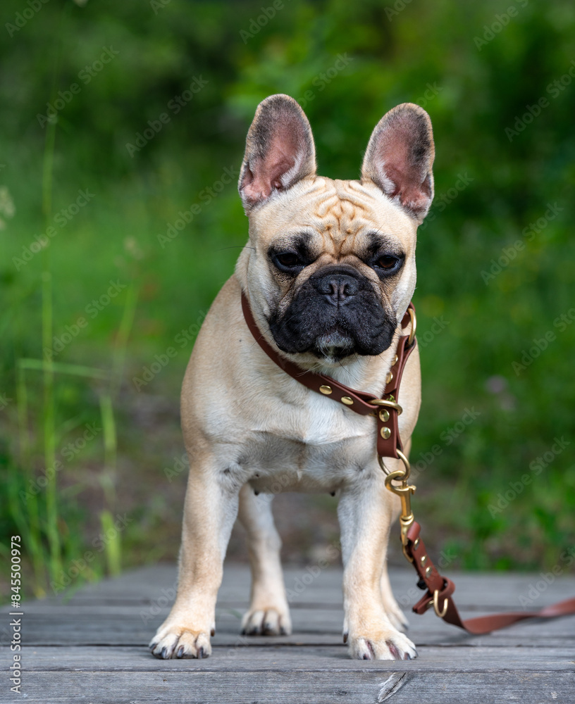 Cute little French bulldog posing outdoors in nature Cute little French bulldog posing outdoors in nature