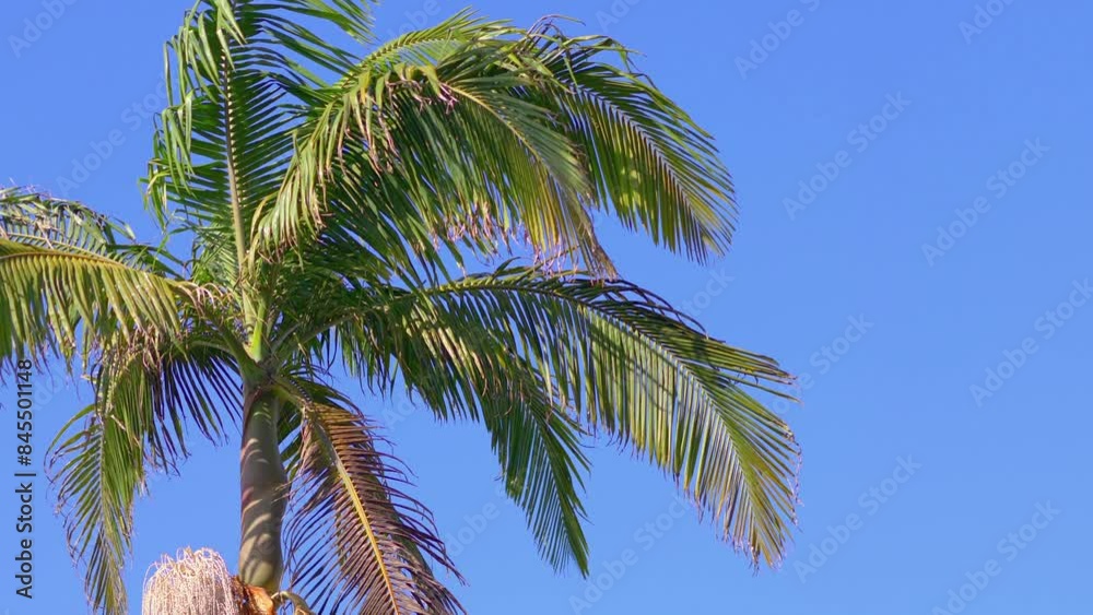 Palm trees background in 4k slow motion 60fps Palm trees background in 4k slow motion 60fps