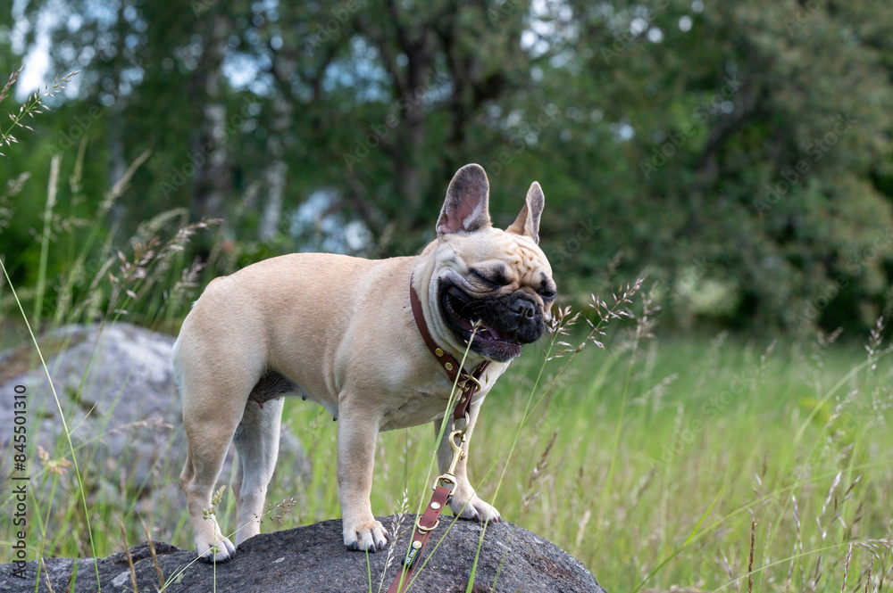 Cute little French bulldog posing outdoors in nature Cute little French bulldog posing outdoors in nature