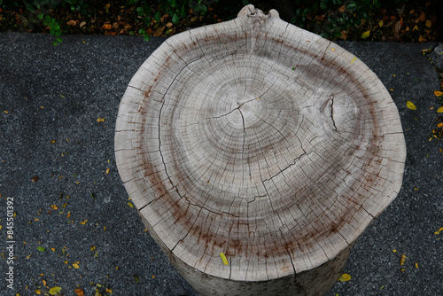 cross section of tree trunk