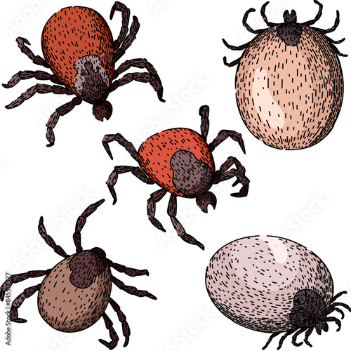 tick set hand drawn. mite bite, parasite animal, bed bedbug tick vector sketch. isolated color illustration