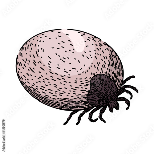 bug tick hand drawn. insect lyme, mite bite, parasite animal bug tick vector sketch. isolated color illustration