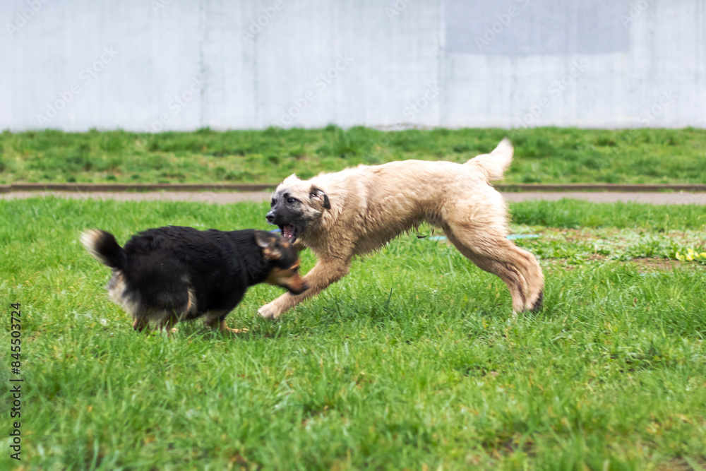 Two dogs, carnivorous mammals, happily playing on grass Two dogs, carnivorous mammals, happily playing on grass
