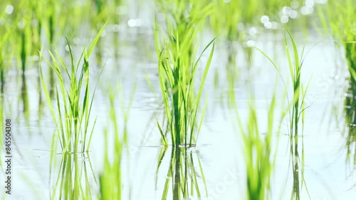 Close up of rice plants in paddy field
