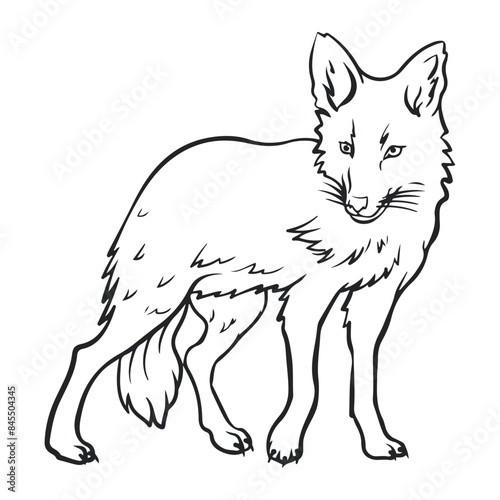 Cartoon coyote drawing with line art style. Simple design outline style. You can give color you want. Coloring book. Vector illustration