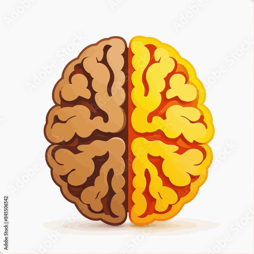 two halves of a human brain are shown