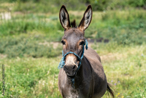 Close-Up of a Donkey with a Weathered Rope Halter in a Field. Funny friend.