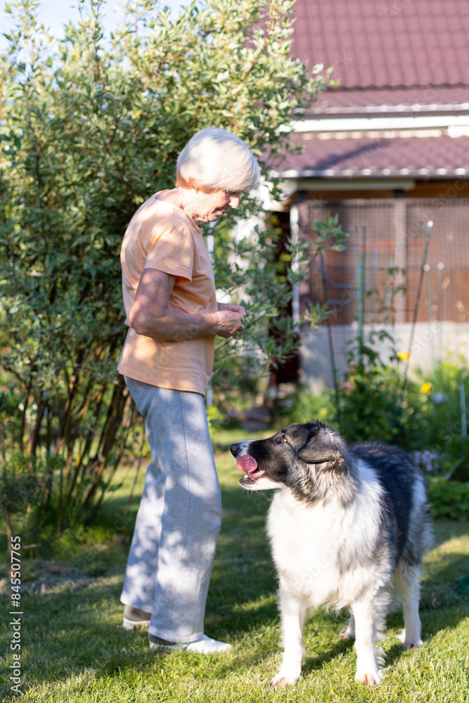 Obraz premium An elderly woman trains a dog in the yard of her home. A large dog, a shepherd mix, follows the owner's commands outside. Selective focus, close-up.