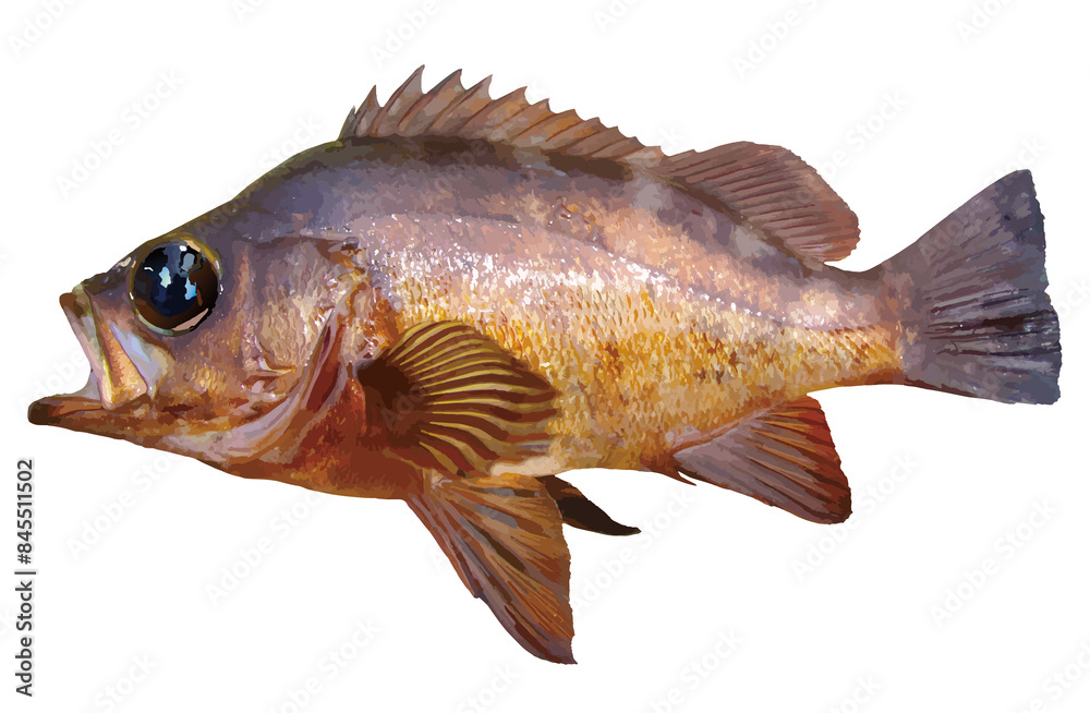 Fototapeta premium 岩礁帯に生息する美味釣魚、大きな目をした黒メバルの魚体をイラスト風にレタッチ加工した切り抜き画像。