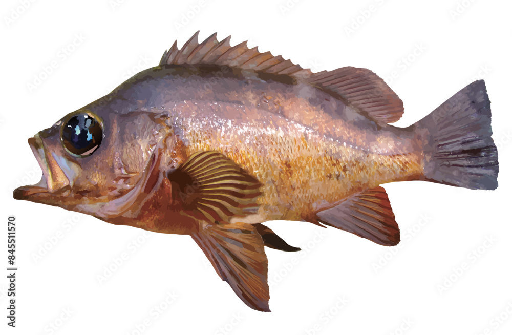 Fototapeta premium 岩礁帯に生息する美味釣魚、大きな目をした黒メバルの魚体をイラスト風にレタッチ加工した切り抜き画像。