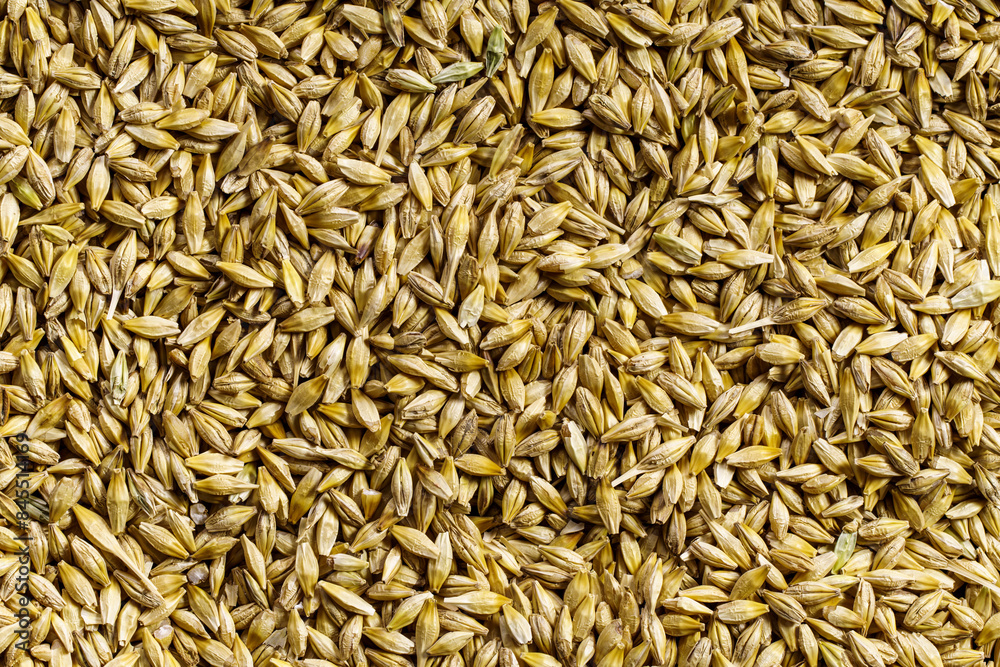 Dry pearl barley background above Dry pearl barley background above