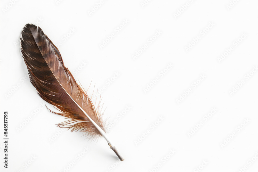 A solitary feather on a blank, white background. A solitary feather on a blank, white background.