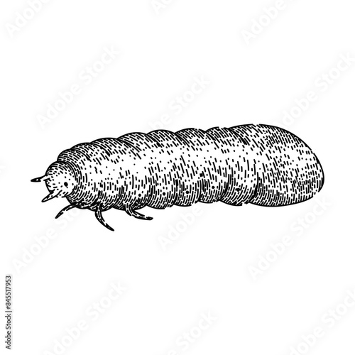 grub chafer hand drawn. lawn silhouette, garden summer, pest worm grub chafer vector sketch. isolated black illustration