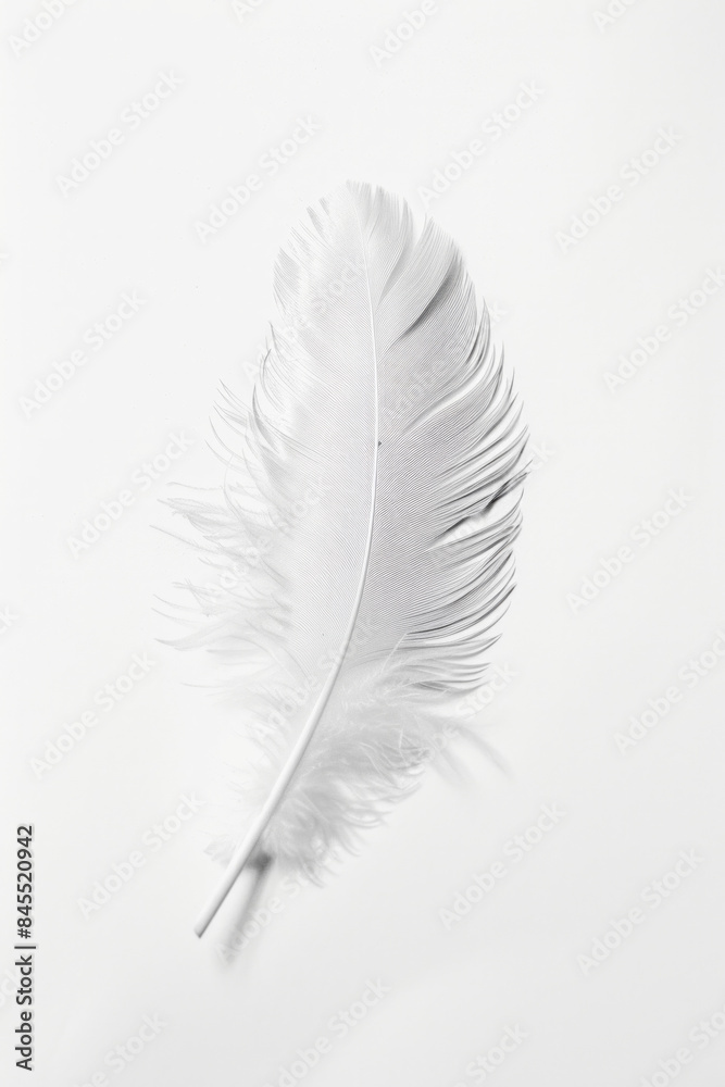 A solitary feather on a blank, white background. A solitary feather on a blank, white background.