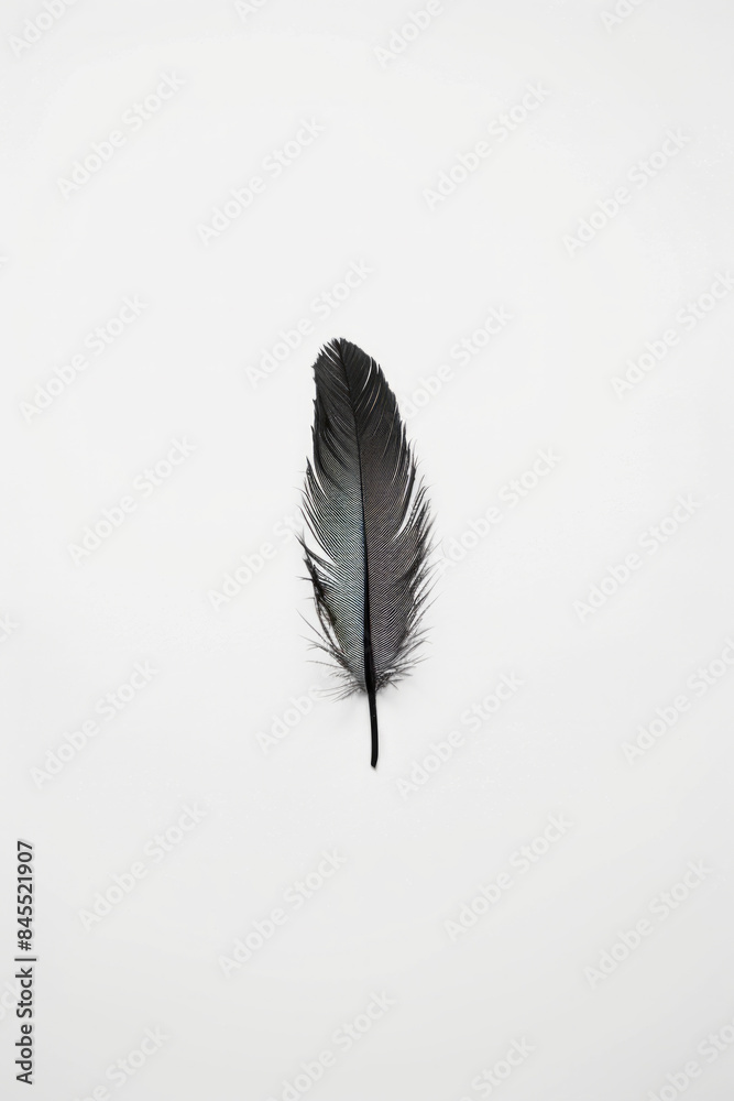 A solitary feather on a blank, white background. A solitary feather on a blank, white background.