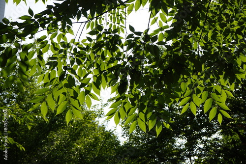 The park is full of flowers and leaves.