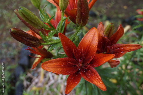 Flowers bloomed beautifully in the garden photo