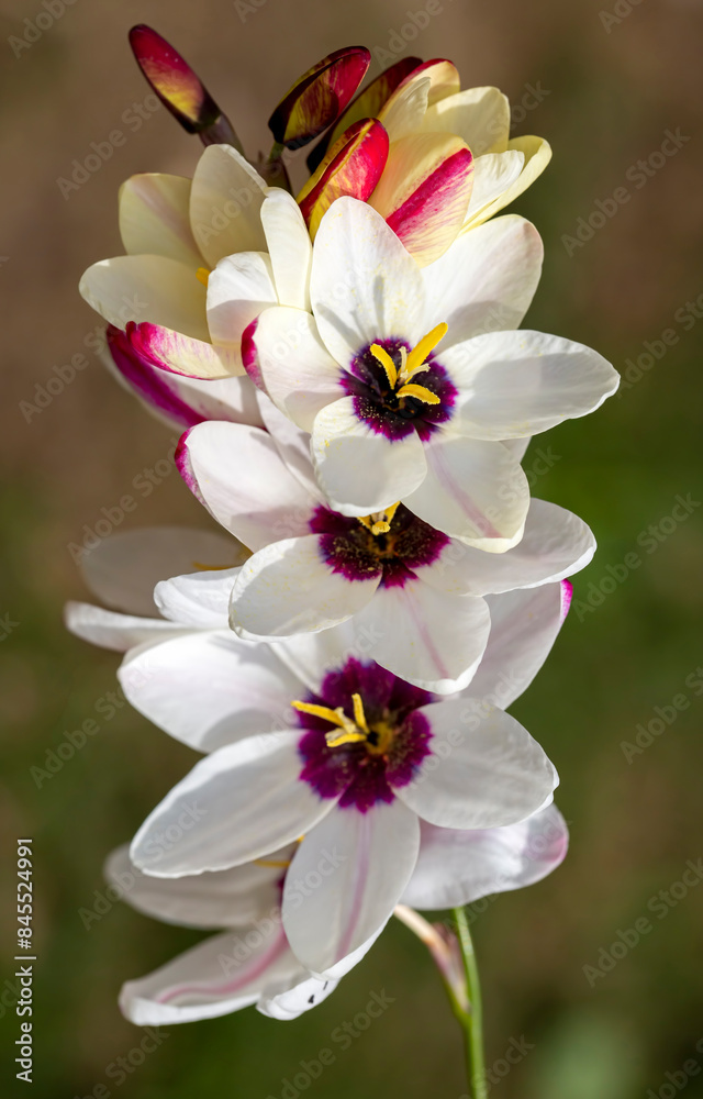 Sparaxis, white ixia, harlequin flower, wandflower, corn lilies