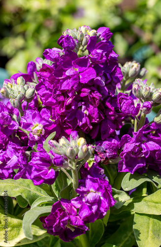 Purple flower in the garden. Scientific name; Matthiola incana