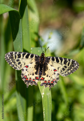 Forest Scalloped butterfly ...