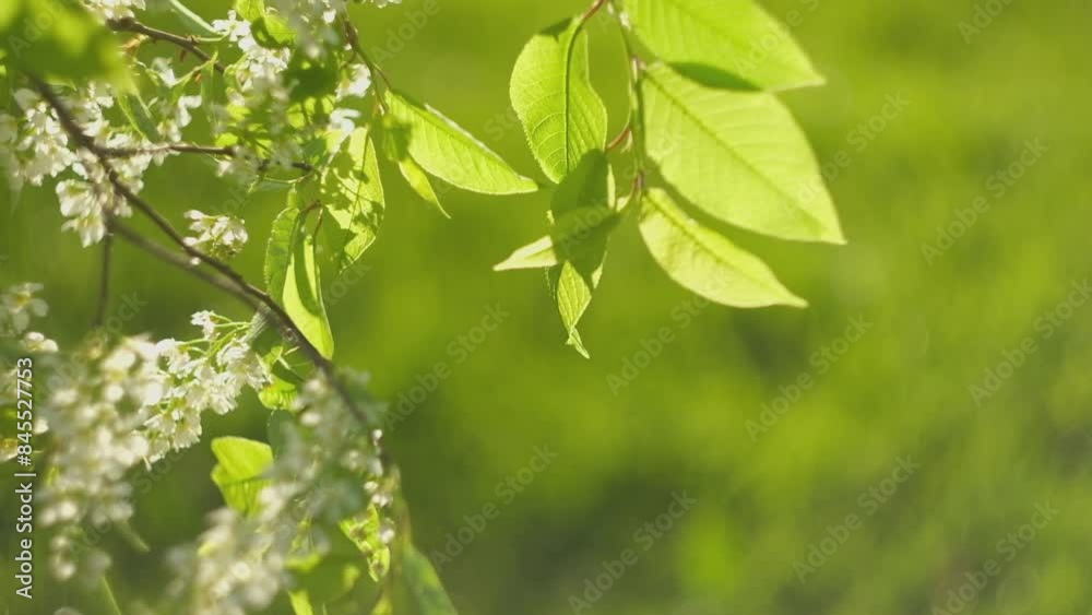Spring cherry branches with delicate white flowers on light blurred nature background. Hello Spring. Beautiful springtime coming concept. Wild flowers swaying in wind. Copy space, isolated, close-up Spring cherry branches with delicate white flowers on light blurred nature background. Hello Spring. Beautiful springtime coming concept. Wild flowers swaying in wind. Copy space, isolated, close-up