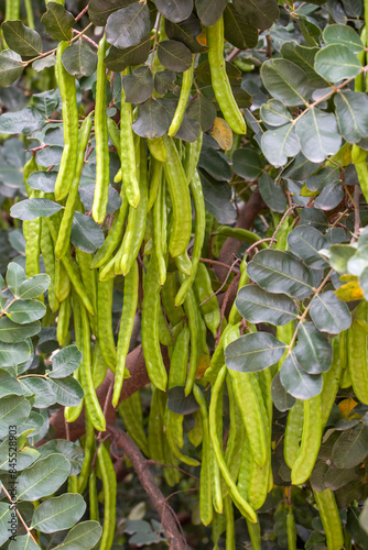 Carob tree , fresh green ca...