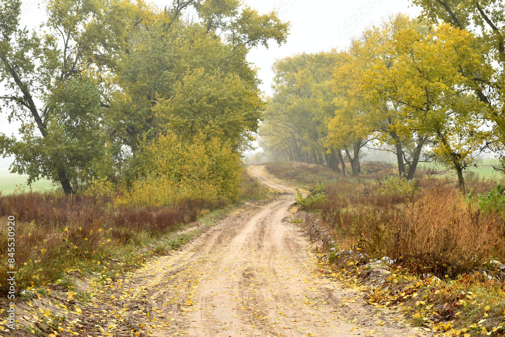 Autumn landscape, trees with yellow leaves grow on the sides of a rural road.