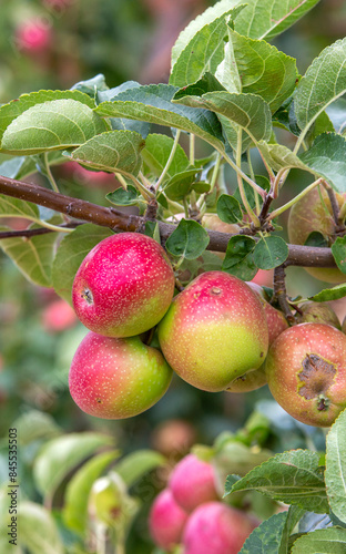 Fresh organic apples on app...