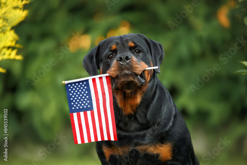 rottweiler dog holding American flag in mouth outdoors on green background photo