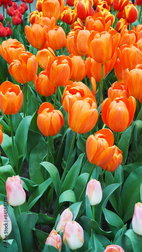 Orange tulips in the garden