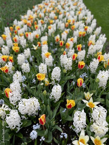 white and yellow flowers