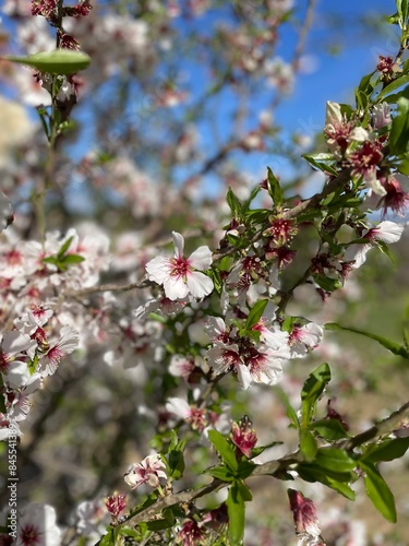 tree blossom