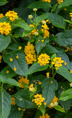 Yellow lantana flower, Lant...